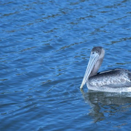 Pelican